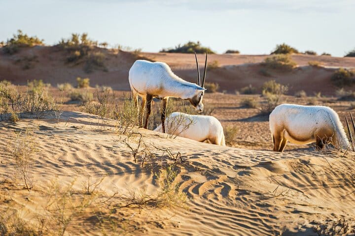 Desert Wildlife Spotting Guide: Species You Can See on a Conservation Safari