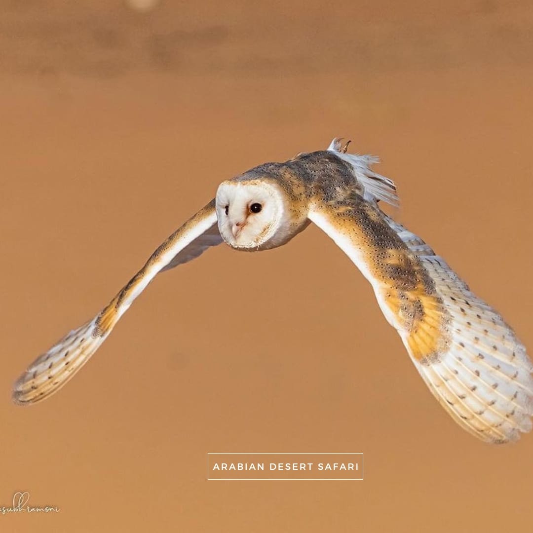 Falconry Experience Safari - Image 3
