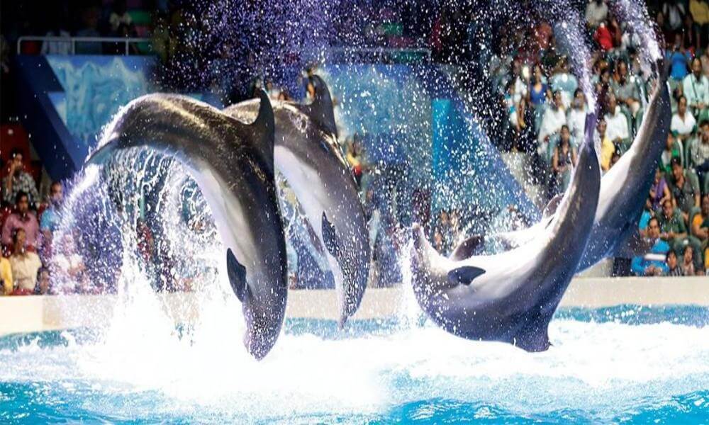 Dubai Dolphinarium