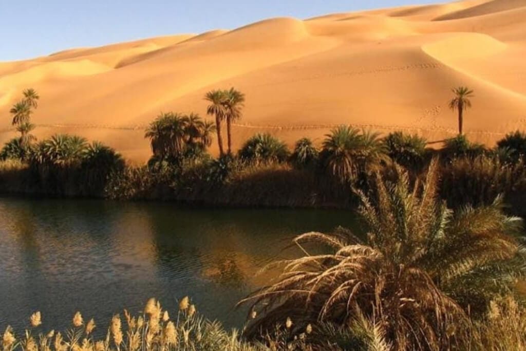 Abu Dhabi Desert Safari (Liwa/Empty Quarter) - Image 3
