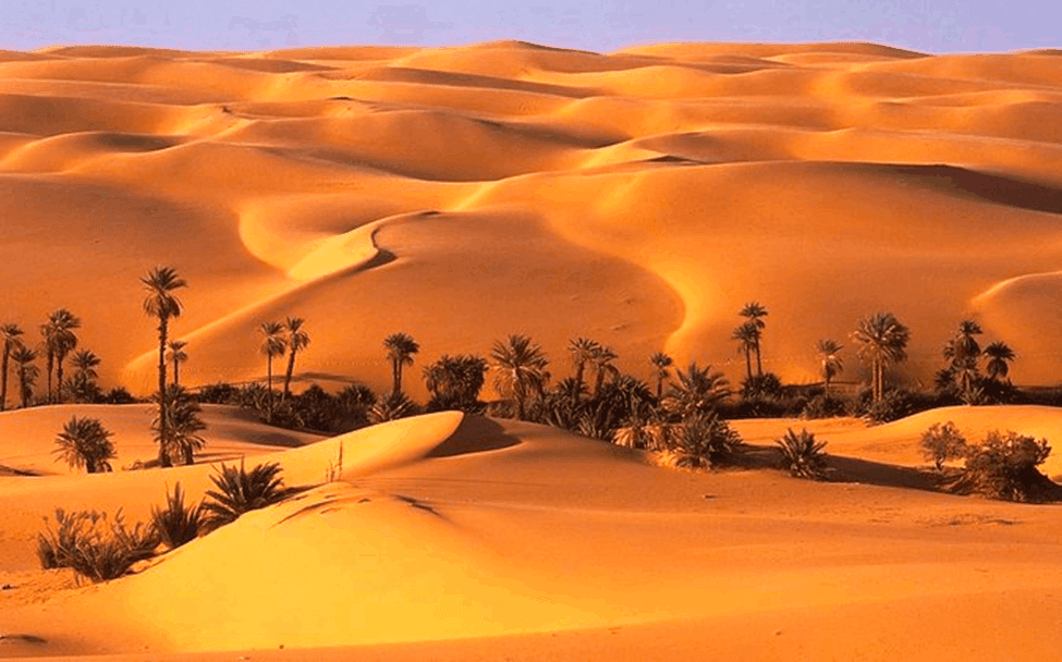 Abu Dhabi Desert Safari (Liwa/Empty Quarter) - Image 2
